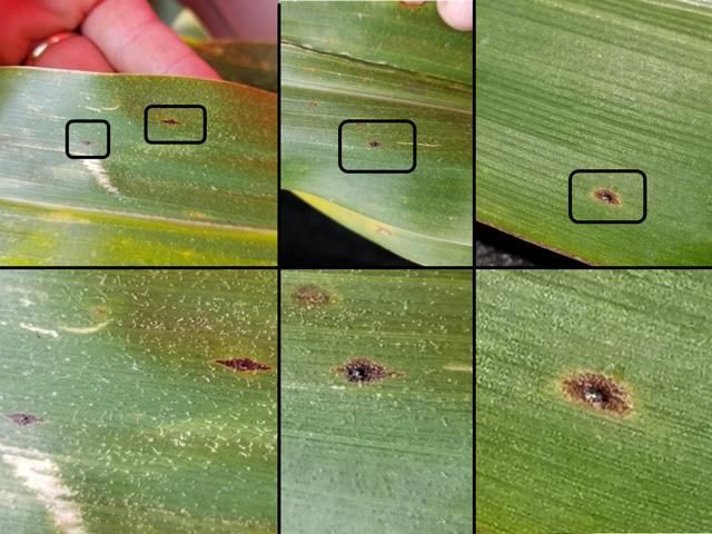 Corn Tar Spot Infections Discovered Early In 2024 Agriamerica